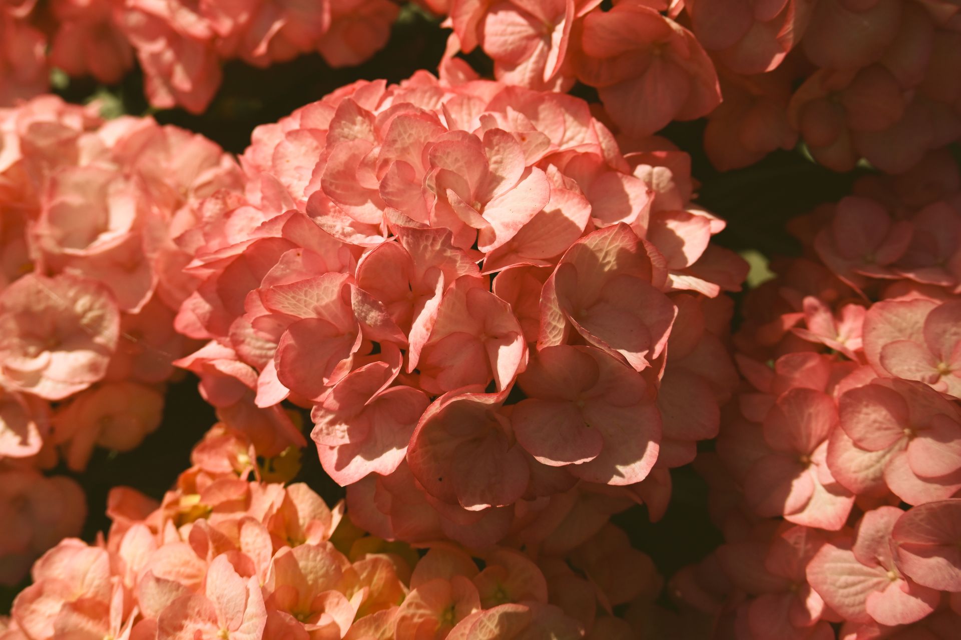 Bouquet de fleurs délicates dans une ambiance douce